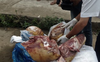 Tạm giữ hơn 270 kg thịt heo đang trong giai đoạn phân hủy