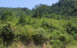 Dự án trồng rừng của InnovGreen hiện ra sao?: Nhiều nơi siết chặt, thu hồi đất