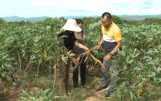 Bệnh khảm lá đe dọa cây mì ở Gia Lai