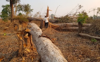 Gia Lai: Hàng chục ngàn mét vuông rừng bị phá làm nương rẫy