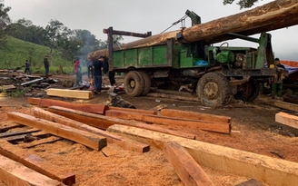 Khởi tố 10 bị can khai thác gỗ trái phép vùng giáp ranh