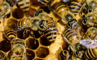 Tương đồng sóng não giữa người và ong mật