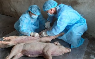Việt Nam cơ bản kiểm soát được dịch tả lợn châu Phi
