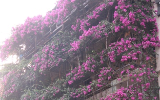 Phát 'sốt' với ngôi nhà 5 tầng phủ kín hoa giấy giữa Hà Nội