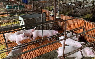 Thiếu lợn giống sau dịch tả lợn châu Phi