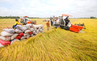 Giá lúa tăng, nông dân kỳ vọng vào vụ hè thu đang chín