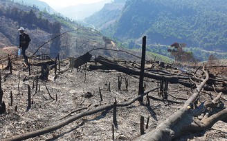 Giám đốc Ban quản lý rừng phòng hộ liên quan vụ cháy rừng ?