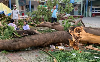 Cây đổ đè chết học sinh: Nỗi lo an toàn trường học