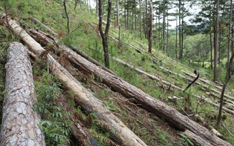 Diện tích rừng phòng hộ giảm dần, chỉ có 0,25% rừng tự nhiên còn nguyên vẹn