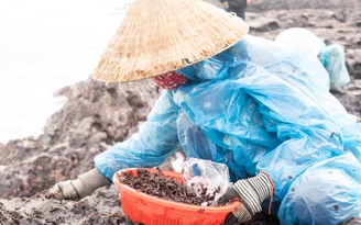 Săn lộc biển trên Gành Yến