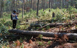 Mạnh tay với những dự án 'ngâm', để rừng bị phá