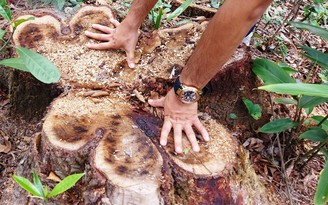 Chặt 'nhầm' cây lâu năm của rừng phòng hộ di sản Mỹ Sơn đem bán?
