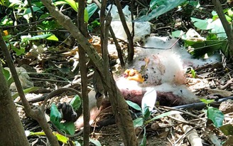 Khỉ dính bẫy chết ở Sơn Trà, dân mạng kêu gọi chống săn thú
