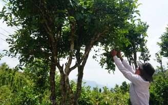 Phát triển vùng chè trên dãy Cà Đam