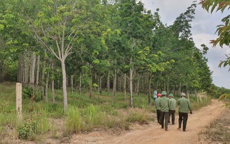 Hàng trăm héc ta cao su “vô chủ” trồng trái phép trên đất rừng