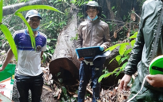 Bắt tạm giam nhân viên bảo vệ rừng thuê người phá rừng trái phép