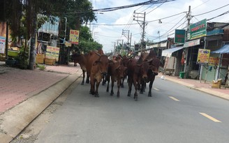 Đàn bò thường xuyên thả rông trên đường