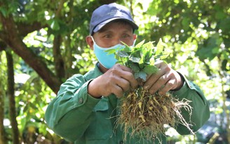 Mùa trồng sâm trên đỉnh Ngọc Linh