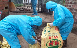 Phát hiện ổ dịch cúm A (H5N8) trên đàn gà ở Quảng Ngãi