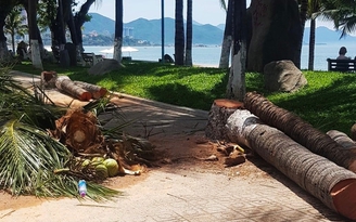 Tranh luận dữ dội việc chặt hạ dừa ở thành phố biển Nha Trang