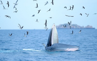 Cá voi xuất hiện ở Bình Định là loài quý hiếm, có nguy cơ tuyệt chủng