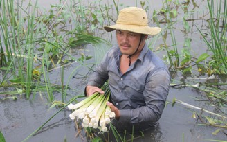 Chàng trai trồng bồn bồn kết hợp nuôi cá thu lãi 700 triệu đồng/năm