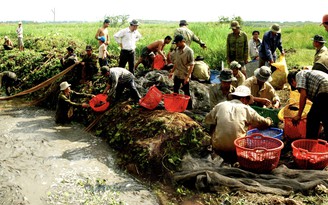 Ăn cá rô đồng, nhớ mưa…