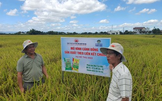 Cơ hội lớn cho gạo Việt