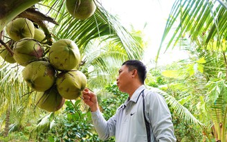 Kiếm tiền tỉ nhờ trồng dừa sáp cấy phôi