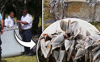 Vỏ sò bám trên mảnh vỡ là chìa khóa giải bí ẩn MH370?