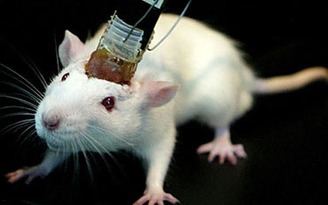 Điều khiển chuột từ xa nhờ kỹ thuật cấy não