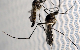 Muỗi biến đổi gien có thể chống Zika