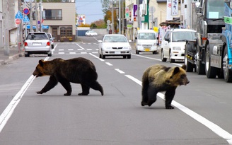 Nhật Bản cảnh báo nạn gấu dữ ăn thịt người