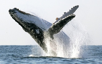 Hải quân Mỹ bị buộc phải giảm sonar để bảo vệ cá voi