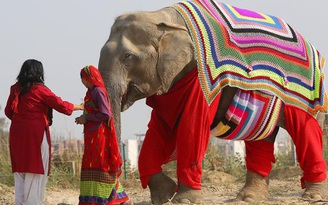 Đan áo chống rét cho voi ở Ấn Độ