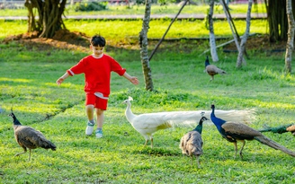 Chim công, vịt trời, thiên nga làm tổ trong khu đô thị Ecopark