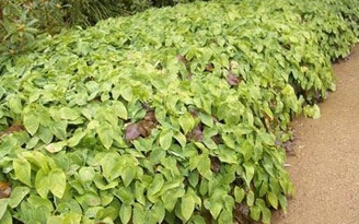Chữa bệnh chàm á sừng bằng phương thuốc quý