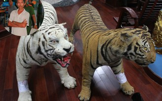 Sưu tầm thú nhồi bông là da của loài hổ cực hiếm, một người bị tạm giữ
