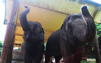 Bầy thú ở Thảo Cầm Viên Sài Gòn sống ra sao trong mùa giãn cách?