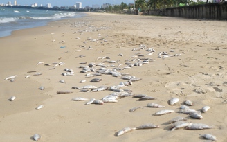 Cá chết trắng bãi biển ở Đà Nẵng là do nổ mìn?