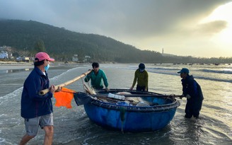 Sau bão số 13, ngư dân Đà Nẵng dong thuyền thúng ra khơi 'hái lộc biển'