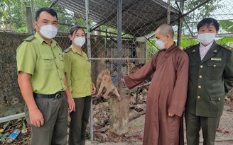 4 cá thể khỉ hiếm diện động vật nguy cấp được mang đến chùa để phóng sinh