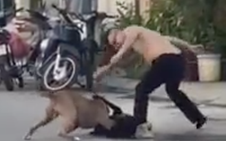 Đà Nẵng: Chó pitbull gây náo loạn khu phố khiến nhiều người khiếp sợ