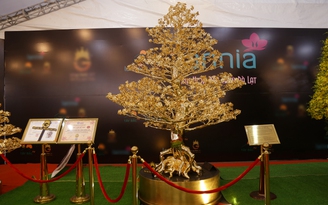 Xuất hiện cây mai mạ vàng lớn nhất Việt Nam, trị giá 6 tỉ đồng