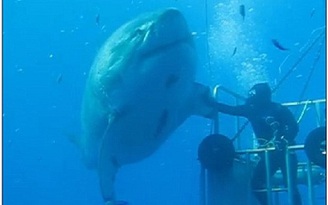 Sốt với cá mập trắng khổng lồ