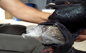 Bắt được chim vận chuyển ma túy vào tù