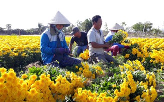 Ninh Thuận: Nông dân ở làng hoa Mỹ Bình trước giờ 'xóa sổ'