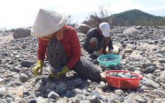 Ninh Thuận: Điều tra vụ thu tiền 'bảo kê' bãi đá cuội Mỹ Sơn