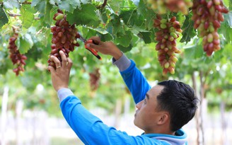 Hai giống nho mới chính thức đưa vào sản xuất tại Ninh Thuận