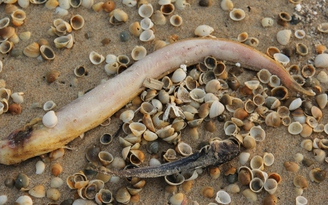 Cá chết tại vùng biển miền Trung: 'Cơ quan chức năng vào cuộc hơi muộn'